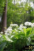 Steinbruch Öhringen-Unterohrn nahe Heilbronn, Baden-Württemberg, (D) (23) 11. Mai 2015 (Oberer Muschelkalk - Trias).JPG